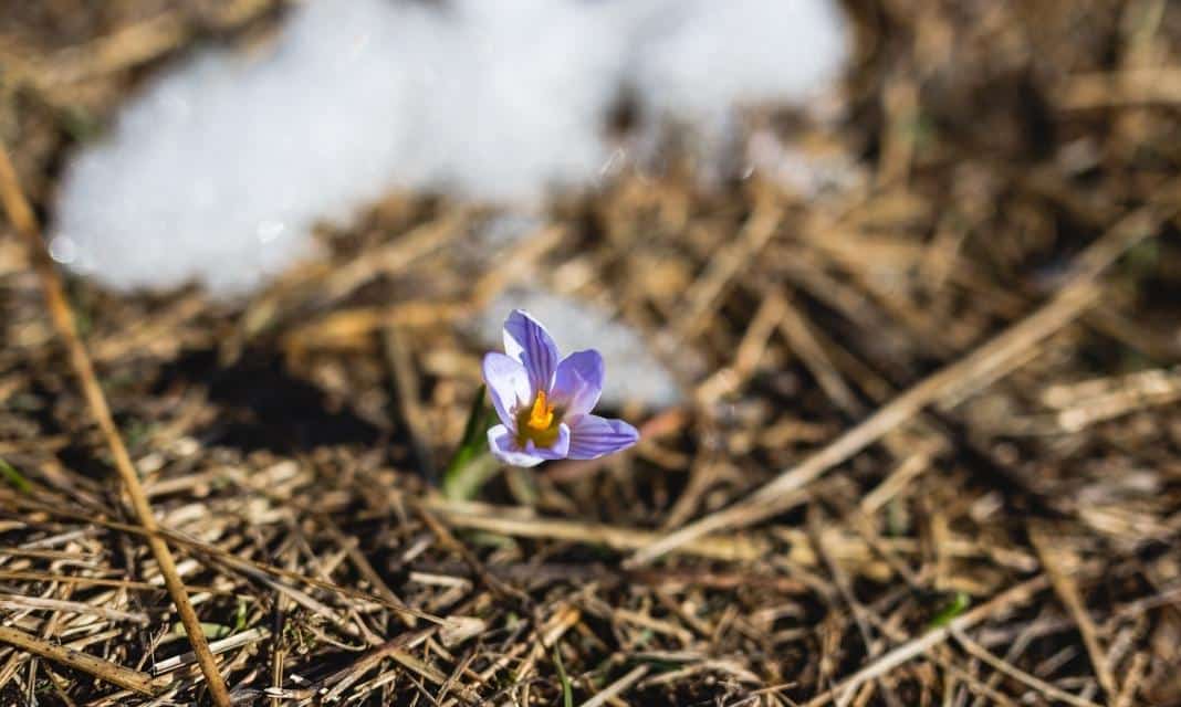 Radosna Atmosfera Wiosny w Rzeszowie: Jak Cieszyć Się Pierwszym Dniem Wiosny